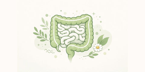 Minimalistische grüne Illustration des Darms auf hellem Hintergrund, mit stilisierter Dick- und Dünndarmdarstellung sowie dezenten pflanzlichen Elementen im natürlichen Brand-Stil.